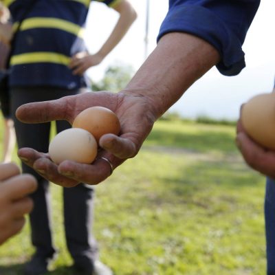 Eier aus Freilandhaltung vom Bauernhof