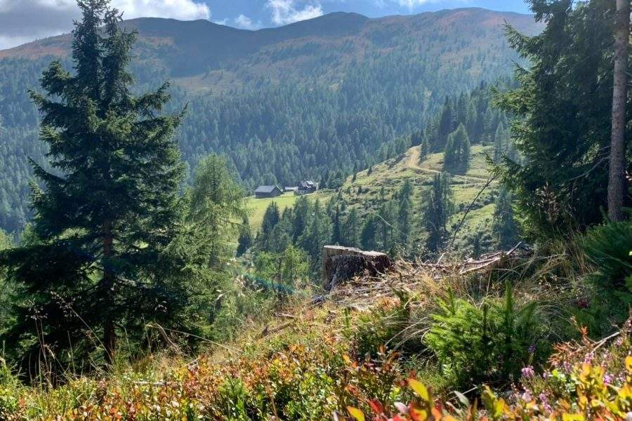 Herbst auf der Alm!