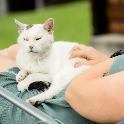 Unsere Katzen sind besonders zutraulich und freuen sich über Streicheleinheiten