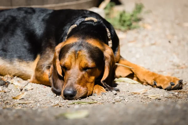 Hunde sind herzlich willkommen